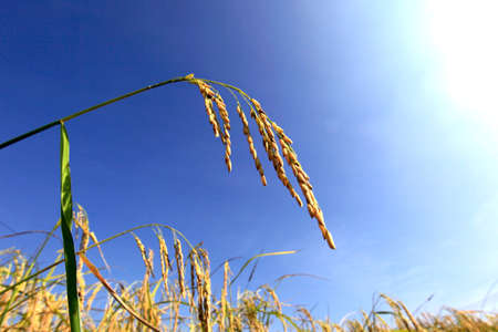 Rice grainの写真素材
