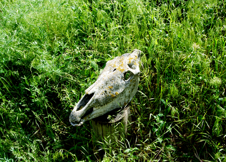 Animal skull on green grass in gardenの写真素材
