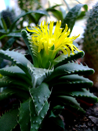 Cactus succulents with yellow flower in gardenの写真素材