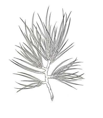 Decorative branch of a Christmas pine tree. Contour illustrationの写真素材