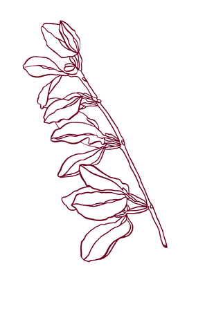 Decorative branch of leaves with streakyの写真素材