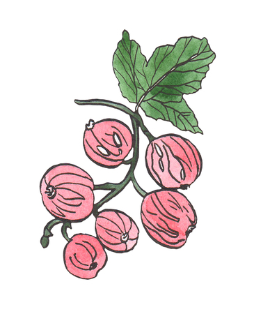 Watercolor branch of currant berries with leaveの写真素材