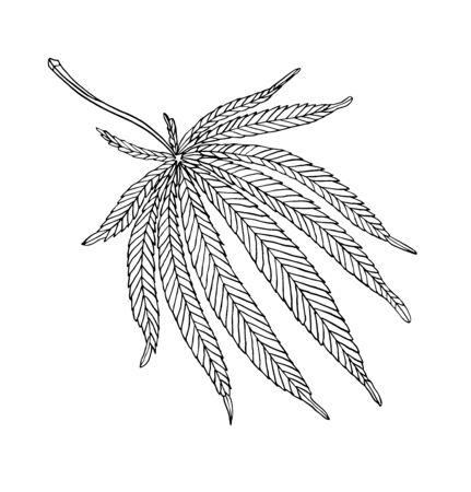 Vector Decorative illustration leave of big hemp on white backgroundのイラスト素材