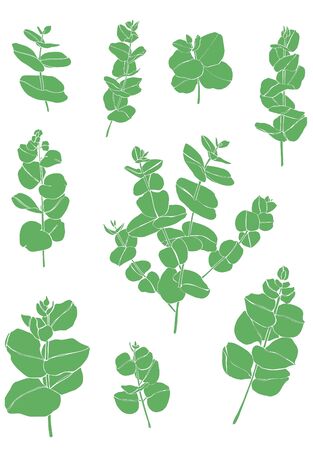 Green eucaliptus leaves branch. Floristic design elements for floristics. Hand drawn illustration. Greeting card. Floral printの写真素材