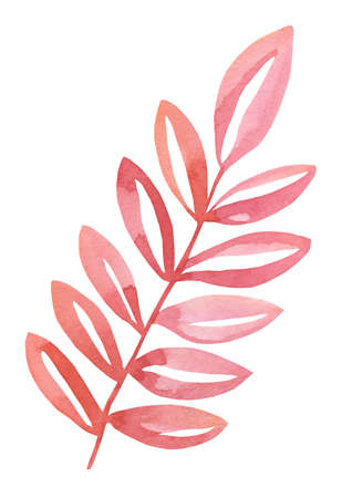 Watercolor Hand drawing Floral Herbal Pink branchの写真素材