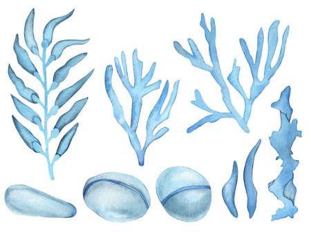 Watercolor ocean corals and seaweeds. Hand painted blue sea stones isolated on white background.の写真素材