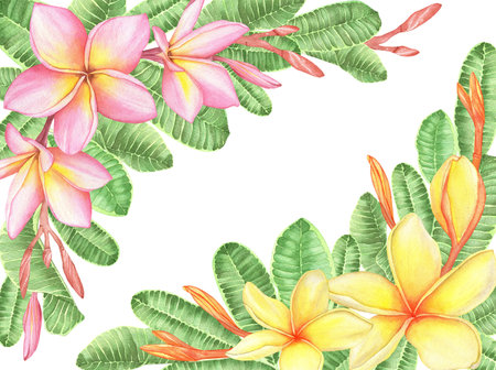 Watercolor Tropical Plumeria flowers and leaves. Traditional flower of Thailand.Tropical Wedding floral imageの写真素材