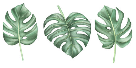 Watercolor set of tropical monstera leaves isolated on white background.の写真素材