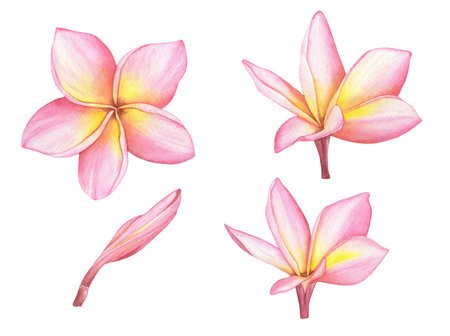 Watercolor Tropical Pink Plumeria flowers and buds. Traditional flower of Thailand.Tropical Wedding floral imageの写真素材