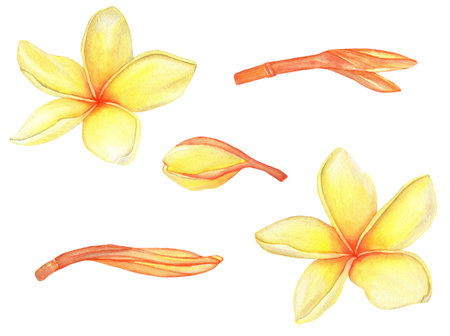 Watercolor Tropical Yellow Plumeria flowers and buds. Traditional flower of Thailand.Tropical Wedding floral imageの写真素材
