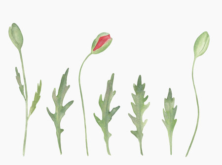 Watercolor Red Poppy Flowers with green leaves isolated on a white background.の写真素材