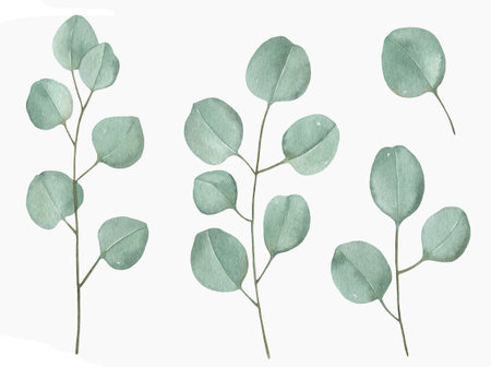 Watercolor Eucalyptus, watercolor eucalyptus branches and leaves. Hand painted isolated on white background.の写真素材
