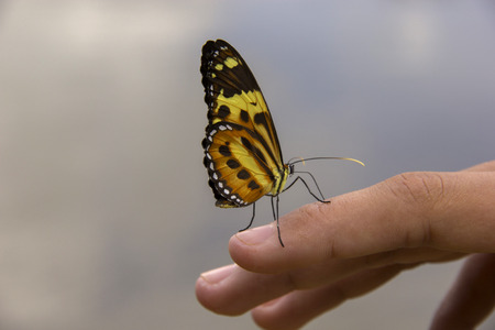 Beautiful butterfly landing on young handの写真素材