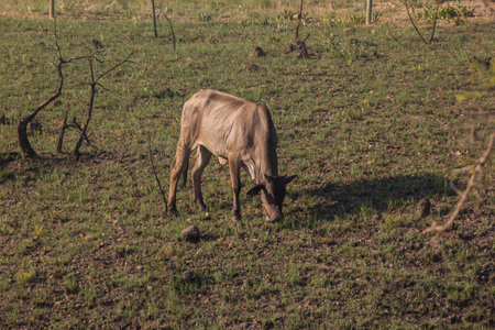 A cow at the ranch on sunny dayの写真素材