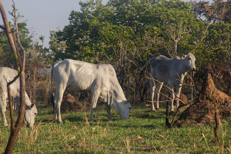 Cattle with cows hiking on a grass field on sunny dayの写真素材
