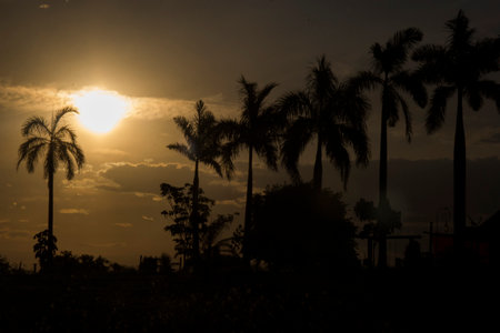 Beautiful farm landscape at sunset. Brazilian tropical gardenの写真素材