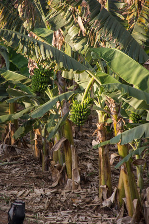 Fresh organic banana plantation grows in tree in the Brazilian tropical fieldの写真素材