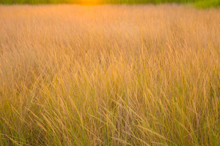 Savannah of thailandの写真素材