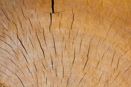 Wood background,The core of the treeの写真素材