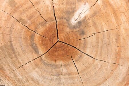 wood grainの写真素材