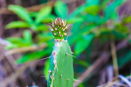 Cactus flowerの写真素材