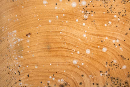 cutting boards background,be moldyの写真素材
