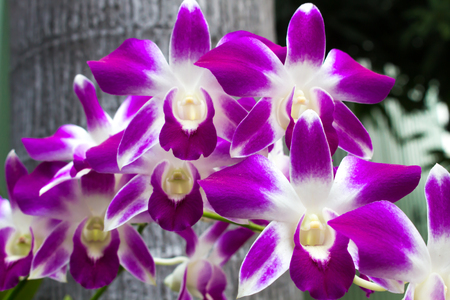 Orchid flower in springの写真素材