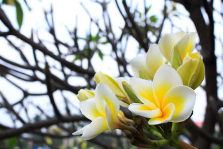 Plumeria White and sky in springの写真素材