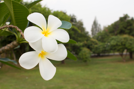 Plumeria evening in Spring.の写真素材