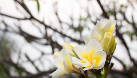 Plumeria White and sky in springの写真素材