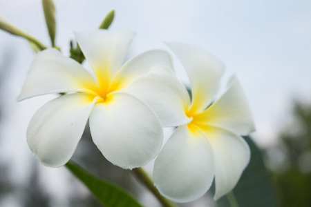Plumeria White and sky in springの写真素材