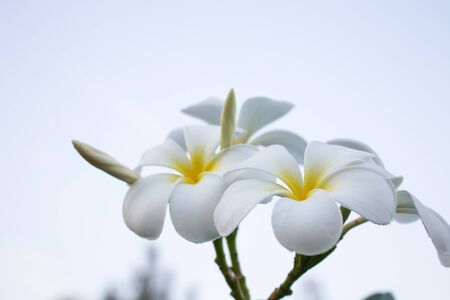 Plumeria in springの写真素材