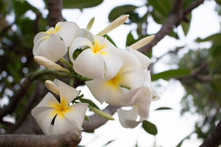 Group of Plumeria in springの写真素材