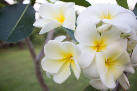 Group of Plumeria in springの写真素材