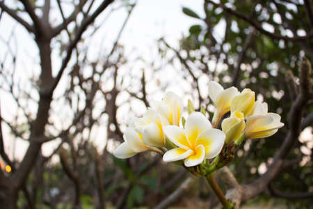 Group of Plumeria in springの写真素材