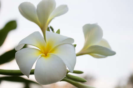 Group of Plumeria in springの写真素材