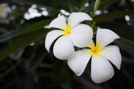 Group of Plumeria in springの写真素材