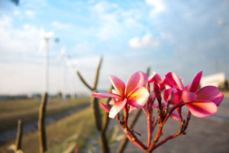 Group of Plumeria in springの写真素材