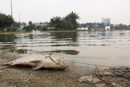 pollution,waste water,dead fishの写真素材