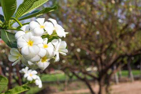 Group of Plumeria in springの写真素材