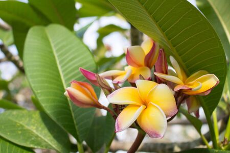 Plumeria and dew in morningの写真素材