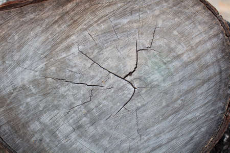 woodの写真素材