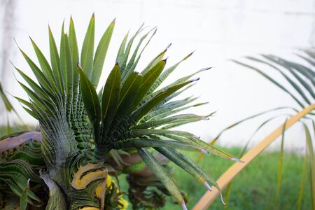 Coconut trees are oddly shapedの写真素材