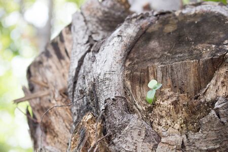Parasitic plantsの写真素材