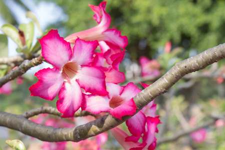 Flowering bonsaibonsaiの写真素材