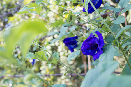 pea flowers in natureの写真素材
