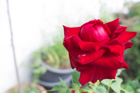 Rose in morning springの写真素材