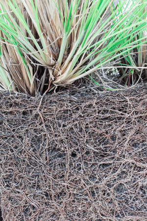 The roots of plants grown in grazed mine. For a long timeの写真素材