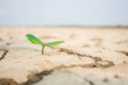 Tree reincarnation drought conditionsの写真素材