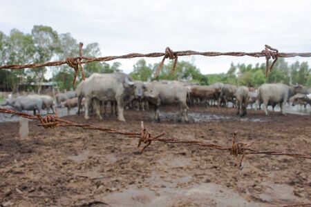 Buffalo in the paddock, Portrait photo concept about freedom.の写真素材